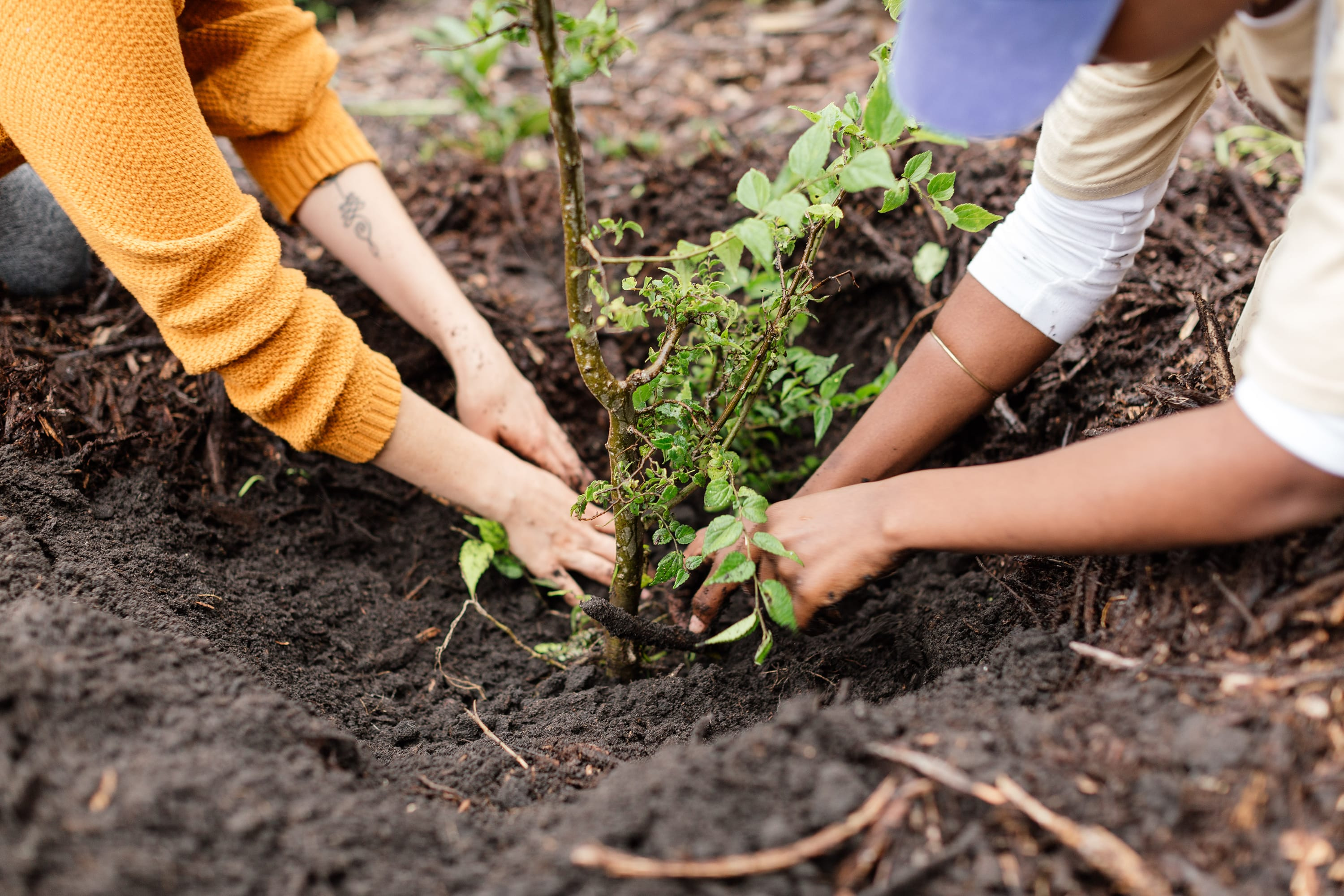 People planting trees